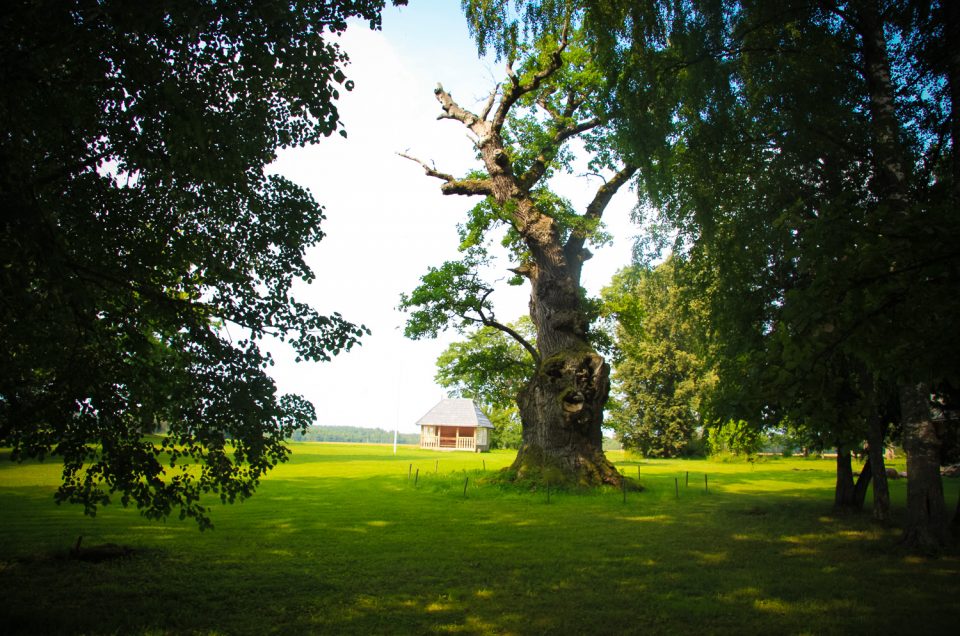 Atpiļi Sacrificial Oak and Cult Site