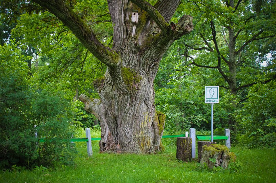 Garoza Senču (Ancestry) Oak