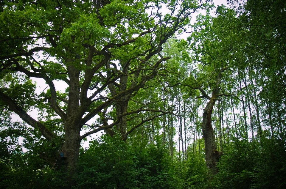 Lieplejas Idols’ (Sacrificial) Oaks