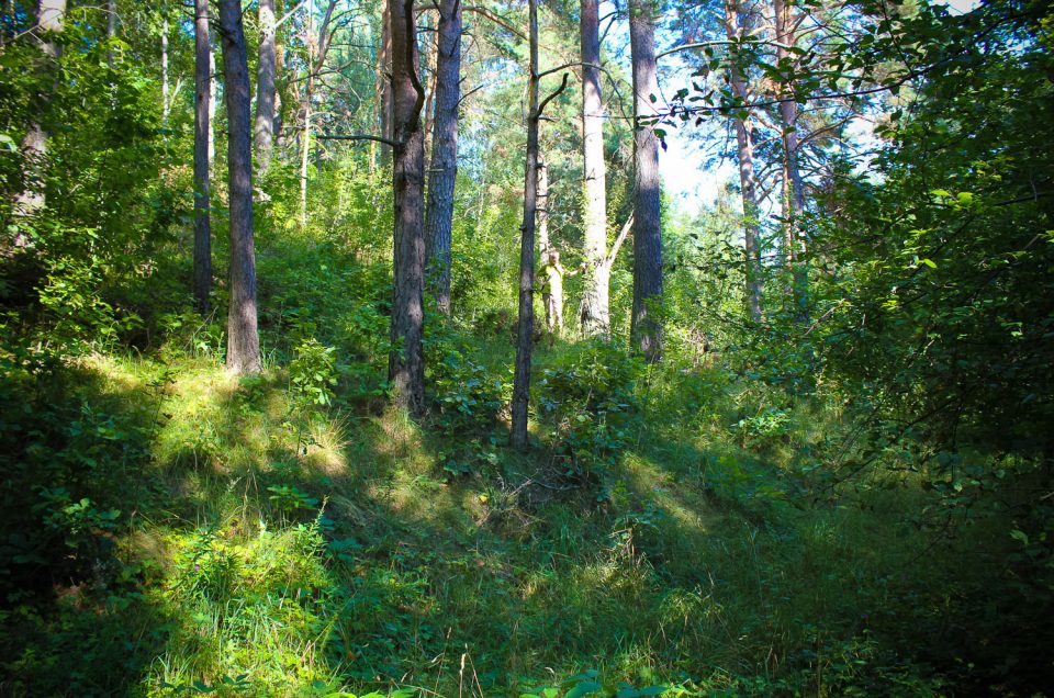 Probable cult hill at the Sauka hillfort