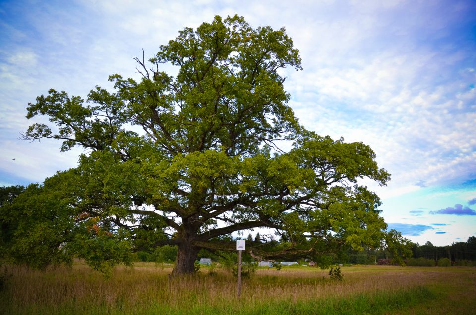 Juuru oaks