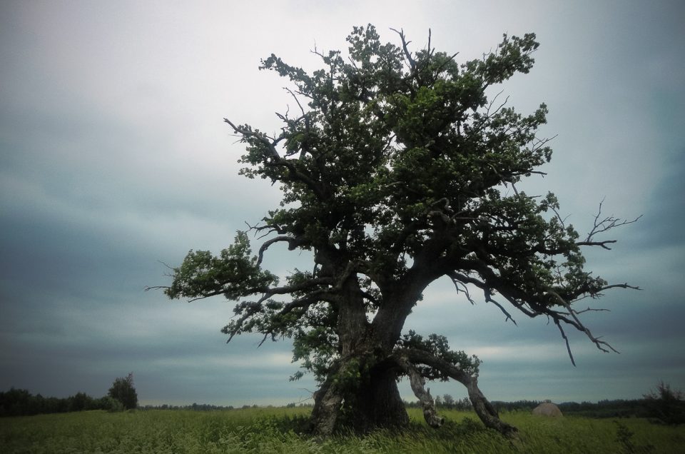 Kalnaegles Sacrificial Oak, Velde Oak