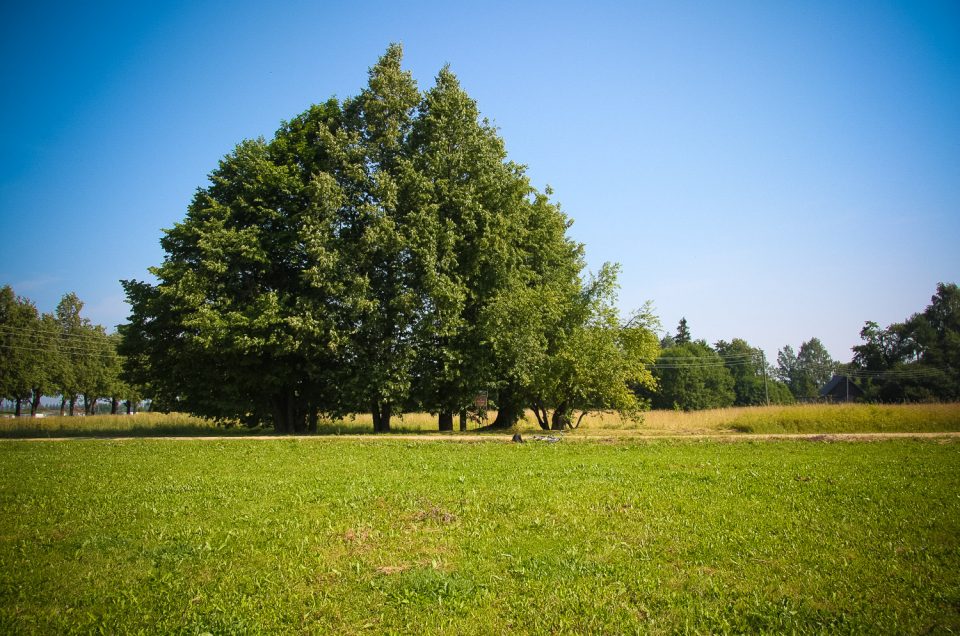 Naugrubi Tinābele Apple-Tree and Sacrificial Linden