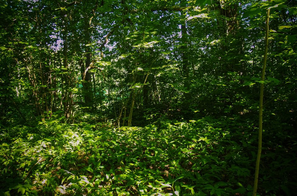 Site of Kuiķuļi Holy Oak Grove