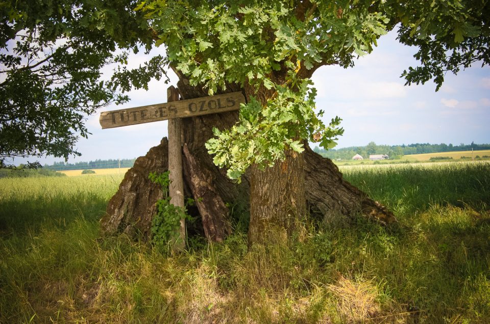 Tūtere Oak Site