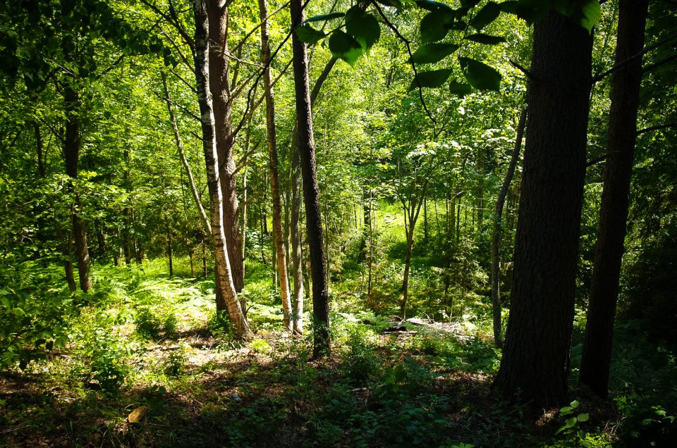 Dzelzāmurs Health Spring