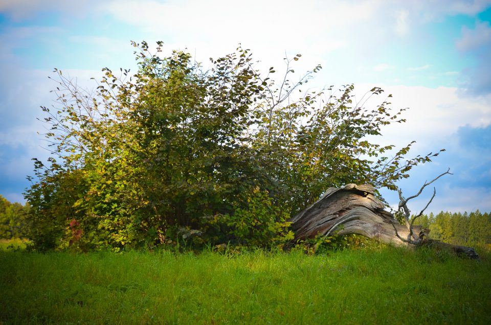 Võlla sacred grove