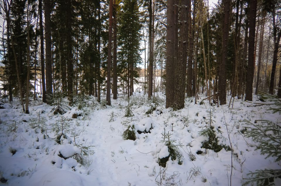 The Häcklinge spring