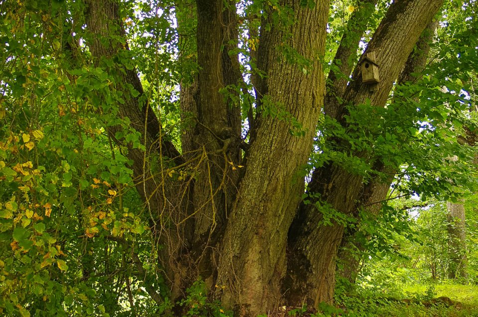 Zemīte Idol’s Linden