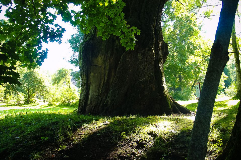 Sēja Oak