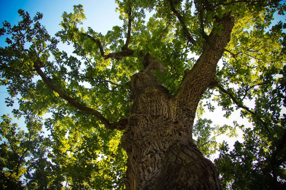 Sīmanēni Holy Oak