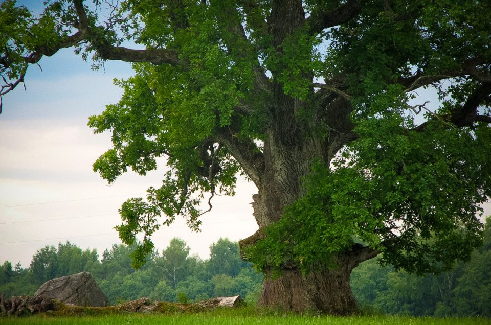 Ceipi Sacrificial Oak