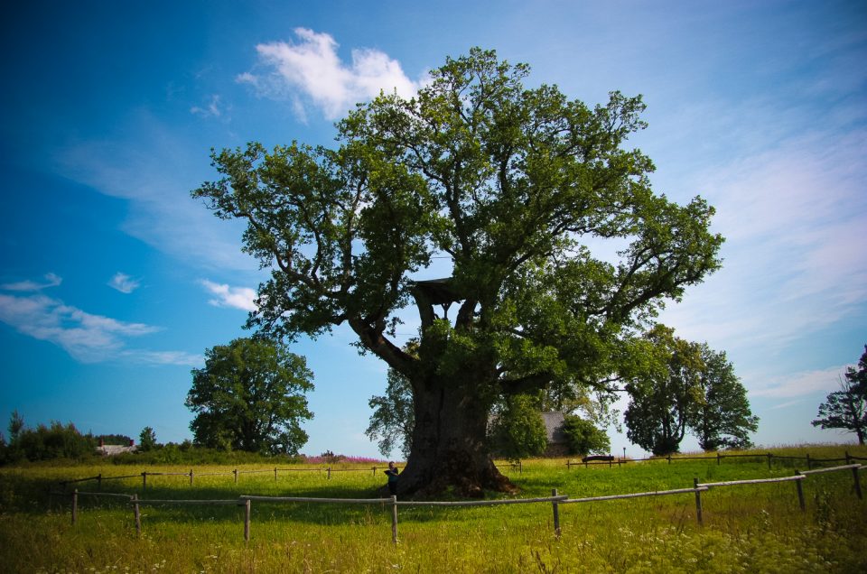 Kaņepji Holy Oak