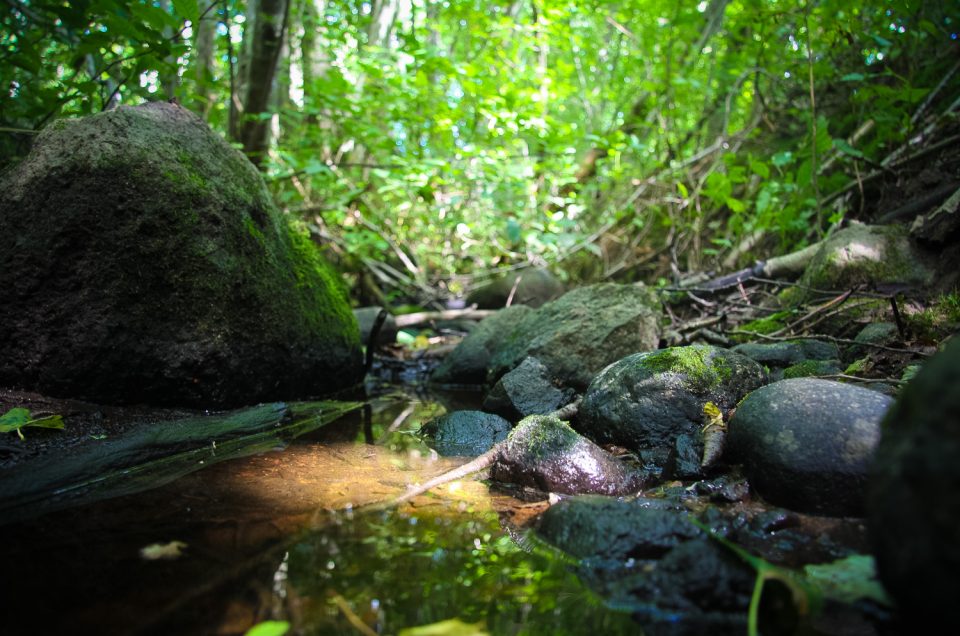 Ķīzēni Holy Spring and Holy Grove