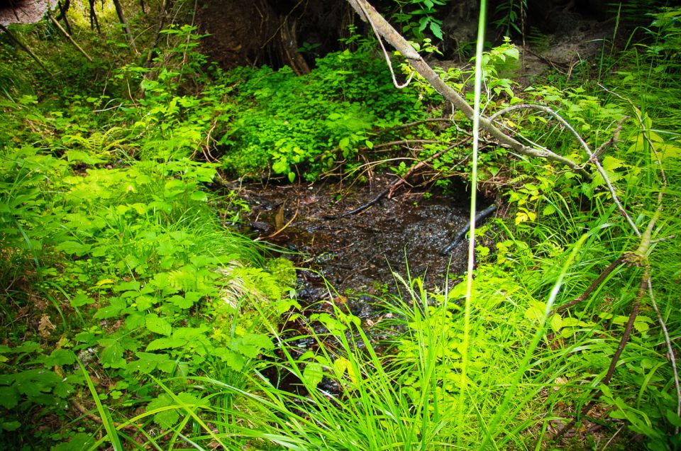 Briņķi Pine Forest Spring