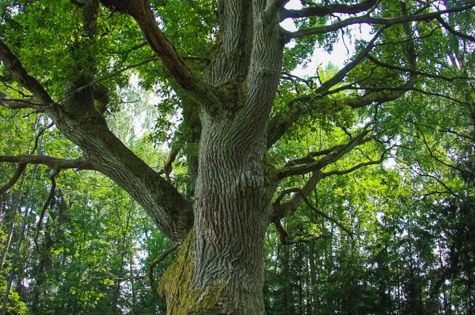 Devil’s Oak – Dreimaņi Oak