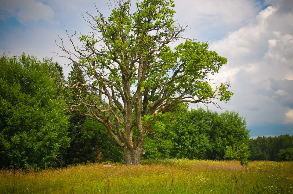 Andumi Sacrificial Oak