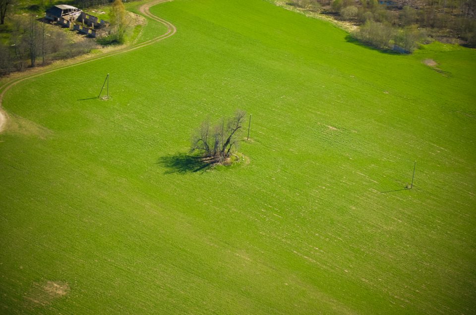 Ikšķiļi (Ēķini) Sacrificial Linden