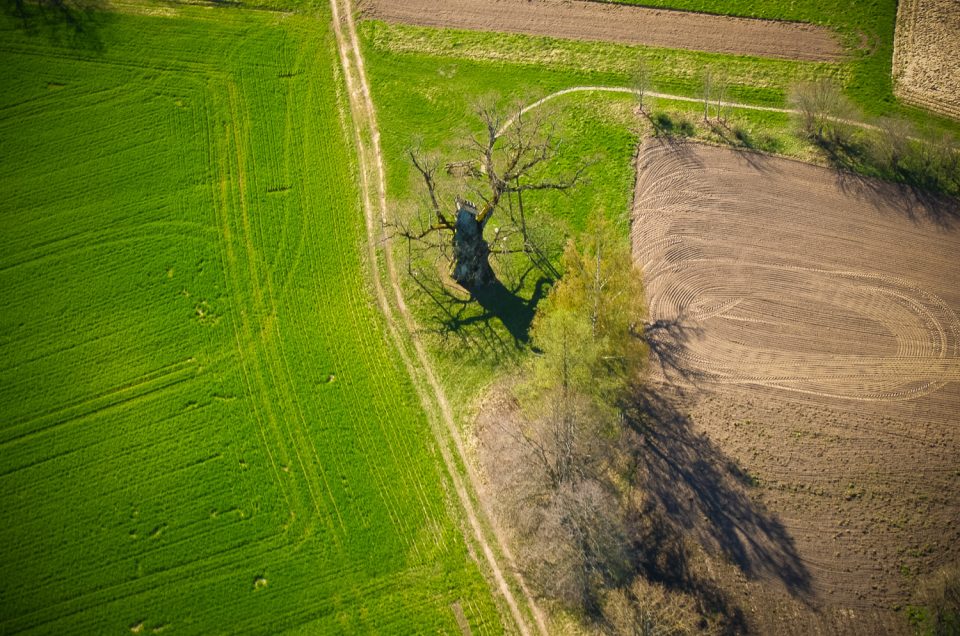 Kaive Senču Oak