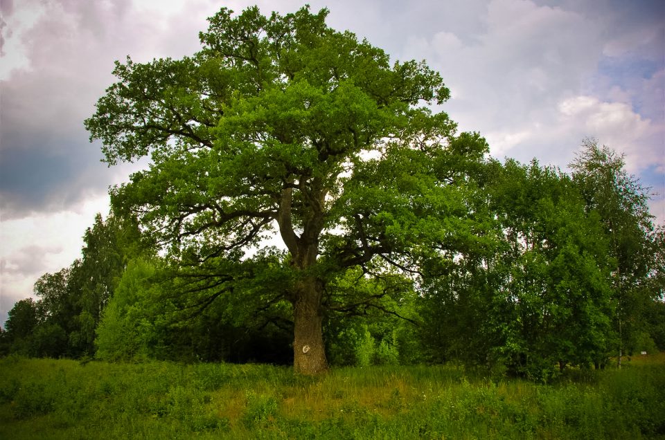 Odre Sacrificial Oak