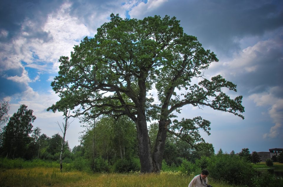 Mundigas Sacrificial Oak