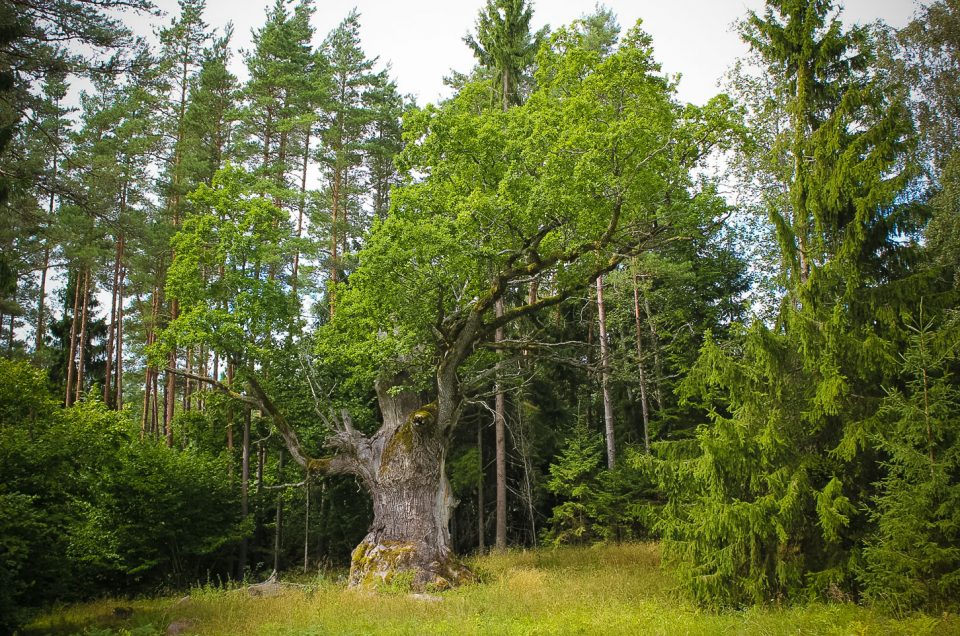 Strēļi Holy Oak