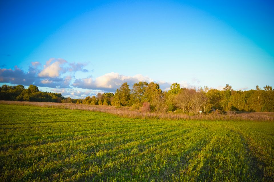 Mäla Sacred Grove Hill