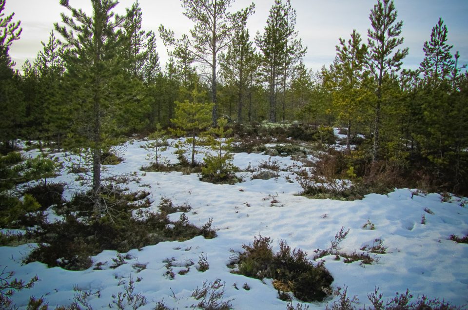 Lönnångersfjärden gravefield