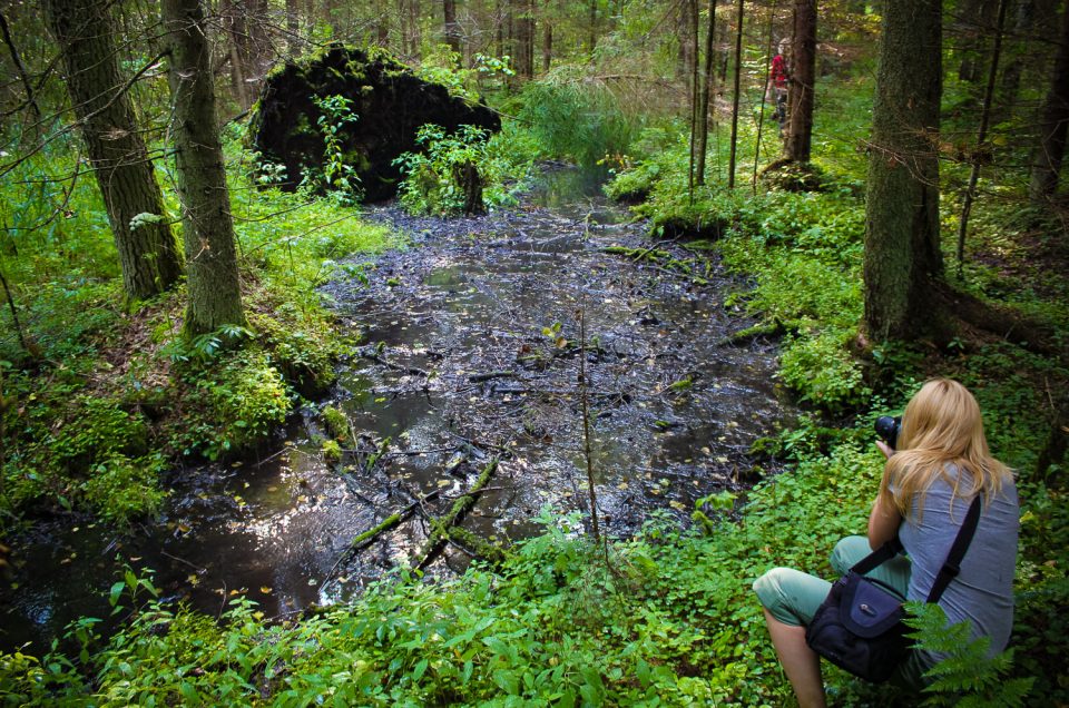 Daudzese Poki (Ellite) spring