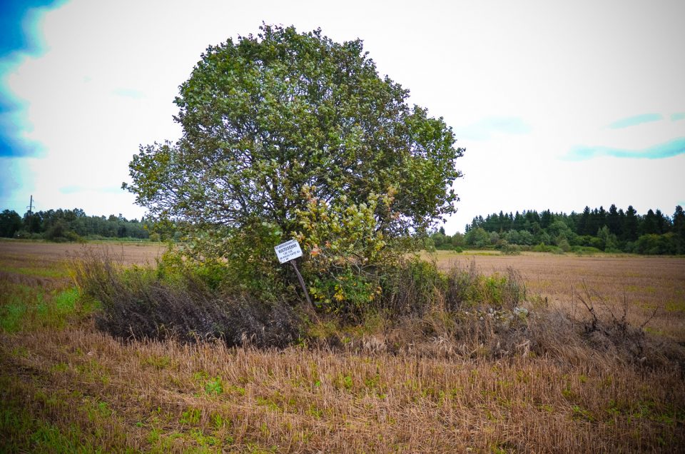 Lõiuse cup-marked stone 2