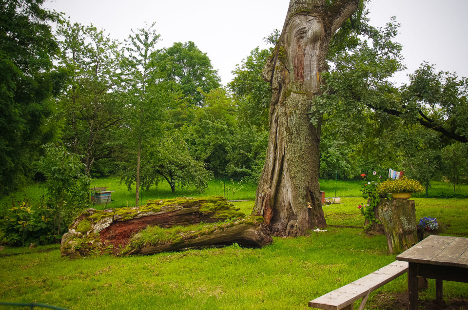 Sacrificial Oak at the Zemīte Rectory