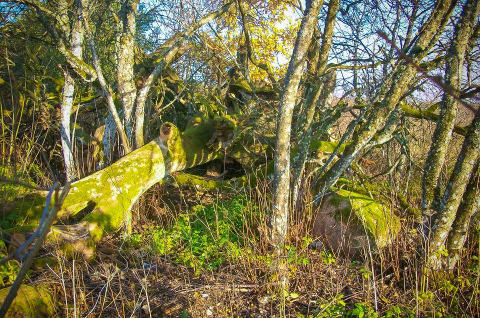 Veckušķi Holy Oak